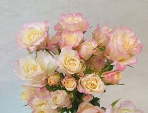 ROSE BR. VANILLA MYSTICA 40